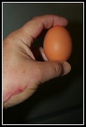 23rd Apr 2011 - Eggs-cited