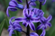 17th Apr 2011 - Purple Majesty