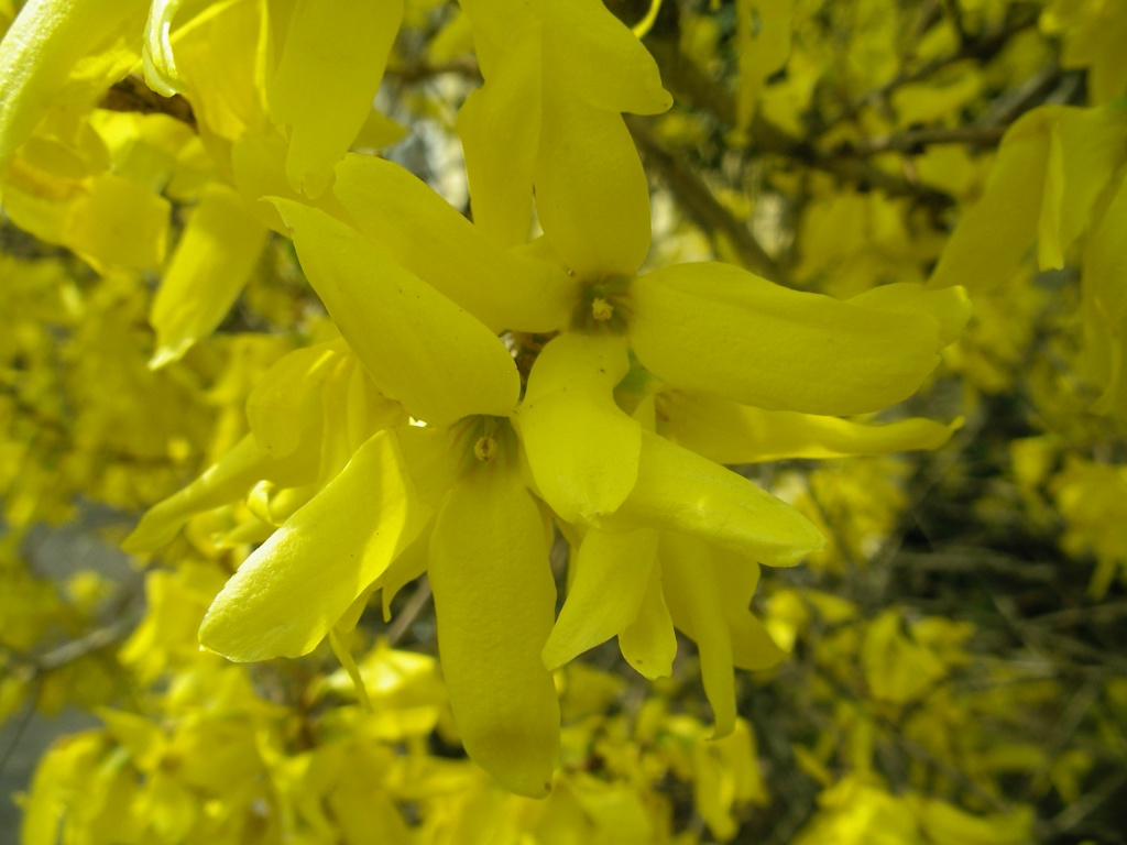 Golden Spring by glennharper
