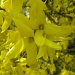Golden Spring by glennharper