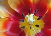 22nd Apr 2011 - Tulip
