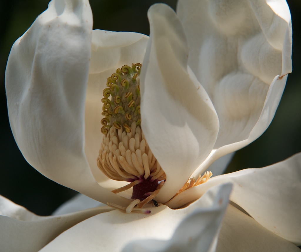 Magnolia 2 by eudora