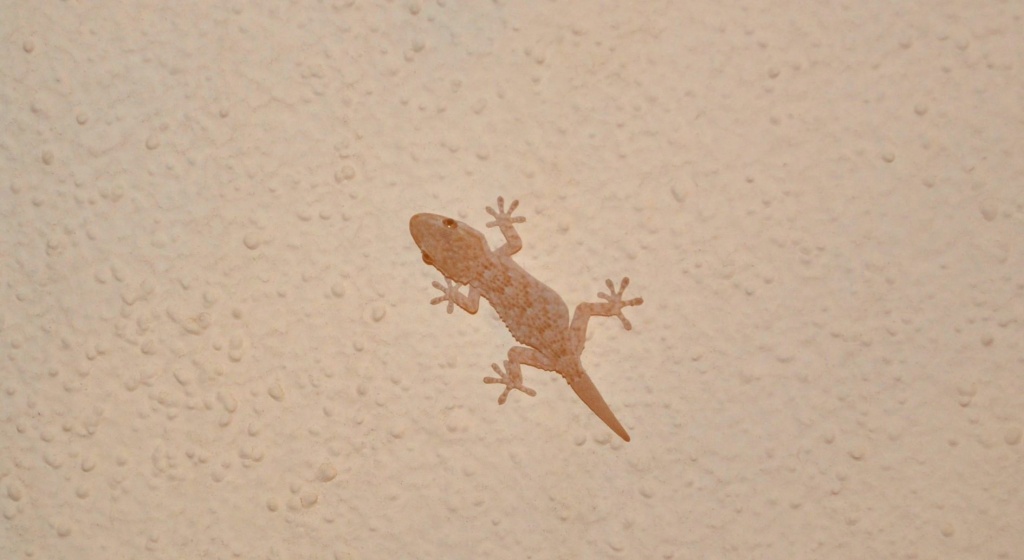 Baby Gecko  by philbacon