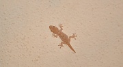 23rd Apr 2011 - Baby Gecko 