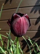 22nd Apr 2011 - Dark Tulip