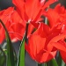 sunshine tulips by miranda