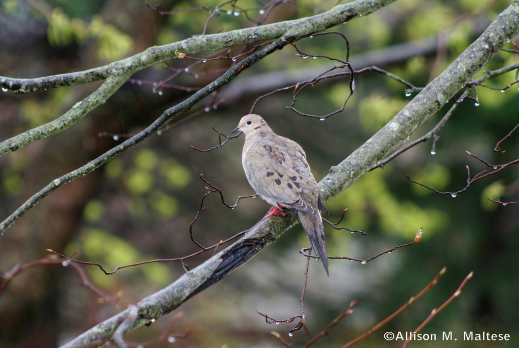 Mourning Dove by falcon11