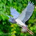 Tri-Color Heron Flight by twofunlabs