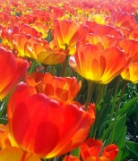 23rd Apr 2011 - Tulips (again)
