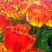 Tulips (again) by haagjes