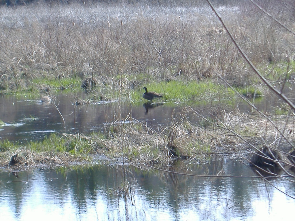 one lone goose by dianezelia