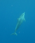 24th Apr 2011 - Snorkelling with Spinner Dolphins today
