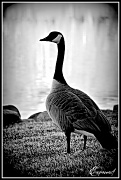 23rd Apr 2011 - Goose on the Loose
