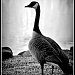 Goose on the Loose by exposure4u