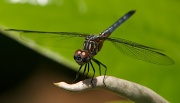 23rd Apr 2011 - Dragonfly