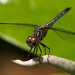 Dragonfly by eudora