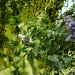 Lilac and laburnum  by parisouailleurs