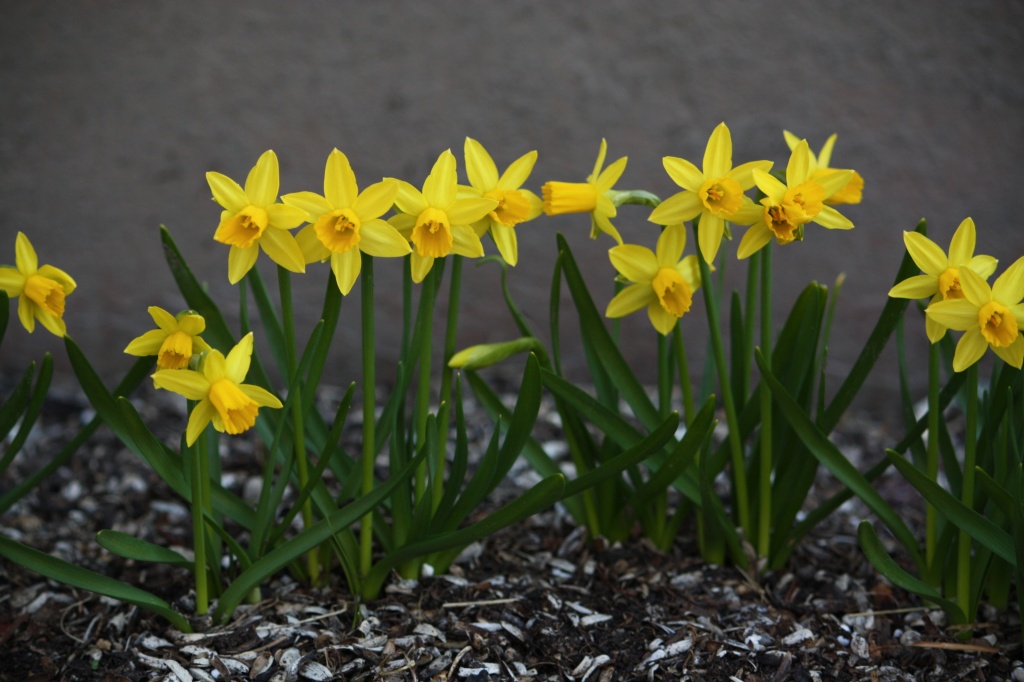 Mini daffodils IMG_5606 by annelis