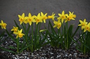 24th Apr 2011 - Mini daffodils IMG_5606
