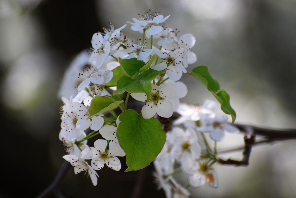 Callery Pear Tree In Bloom, But Not For Long by sharonlc