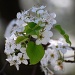 Callery Pear Tree In Bloom, But Not For Long by sharonlc