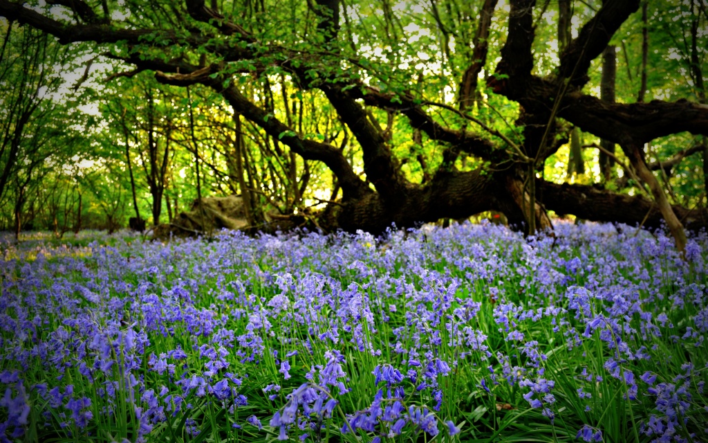 Bluebell Wood by andycoleborn