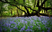 24th Apr 2011 - Bluebell Wood