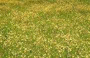 24th Apr 2011 - golden field