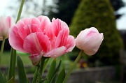 23rd Apr 2011 - Tulips