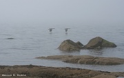 24th Apr 2011 - Foggy Flyover
