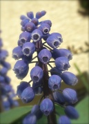 22nd Apr 2011 - Grape Hyacinth