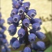 Grape Hyacinth by kdrinkie