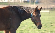 23rd Apr 2011 - The Grazing Mare