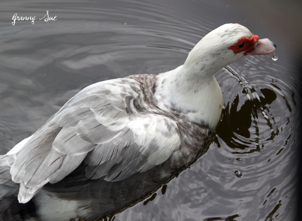 Duck and Water Drop by grannysue