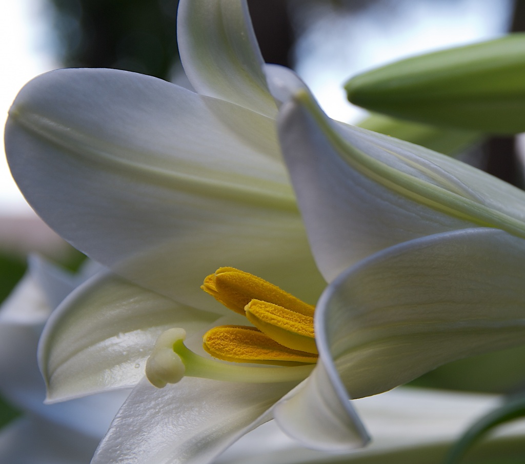 Easter Lily by eudora