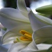 Easter Lily by eudora