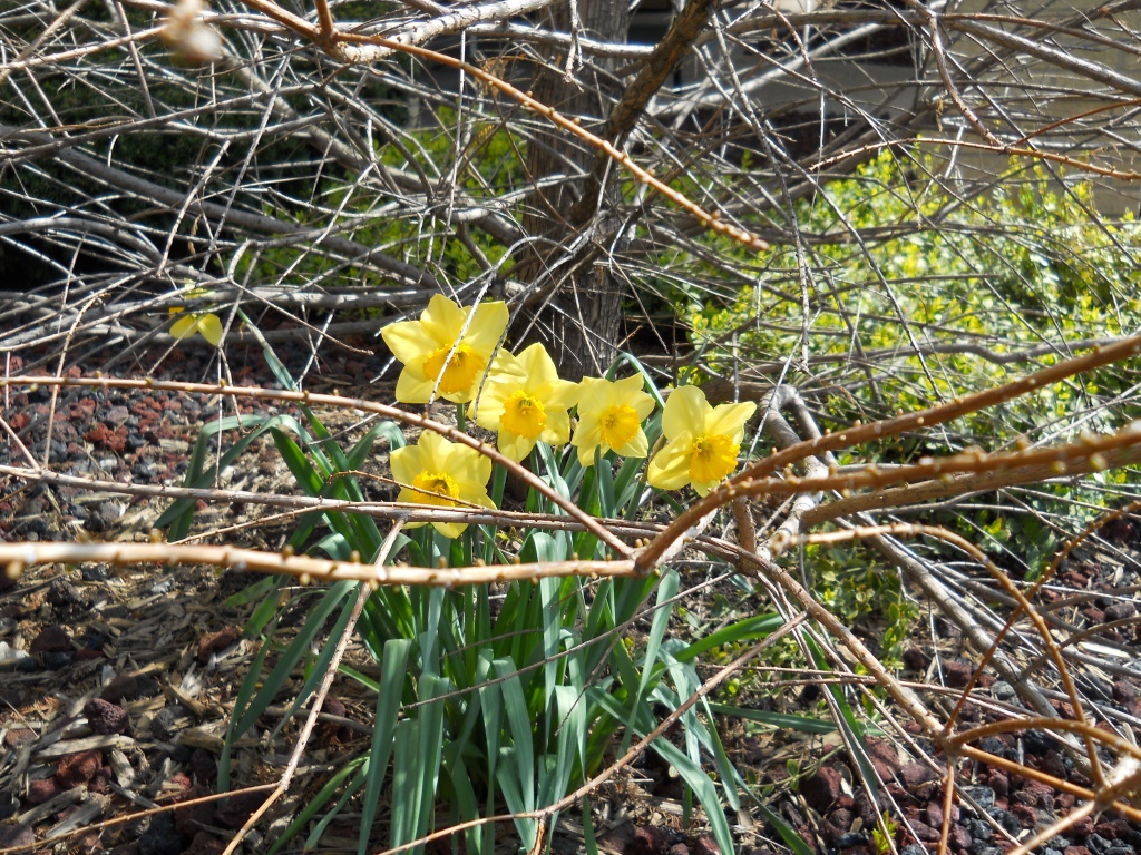 Daffodils by kchuk