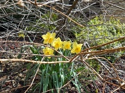 22nd Apr 2011 - Daffodils