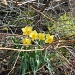 Daffodils by kchuk