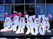 24th Apr 2011 - Bunnies on Break