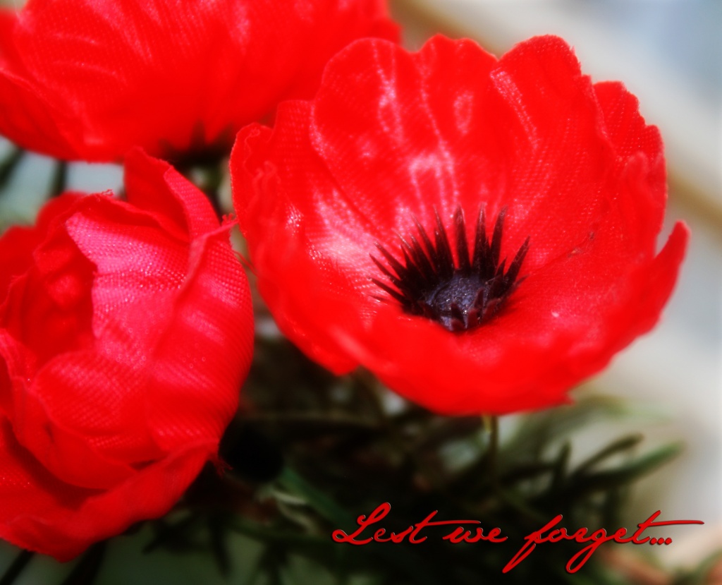 Lest we Forget by corymbia
