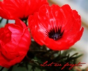 25th Apr 2011 - Lest we Forget