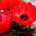 Lest we Forget by corymbia