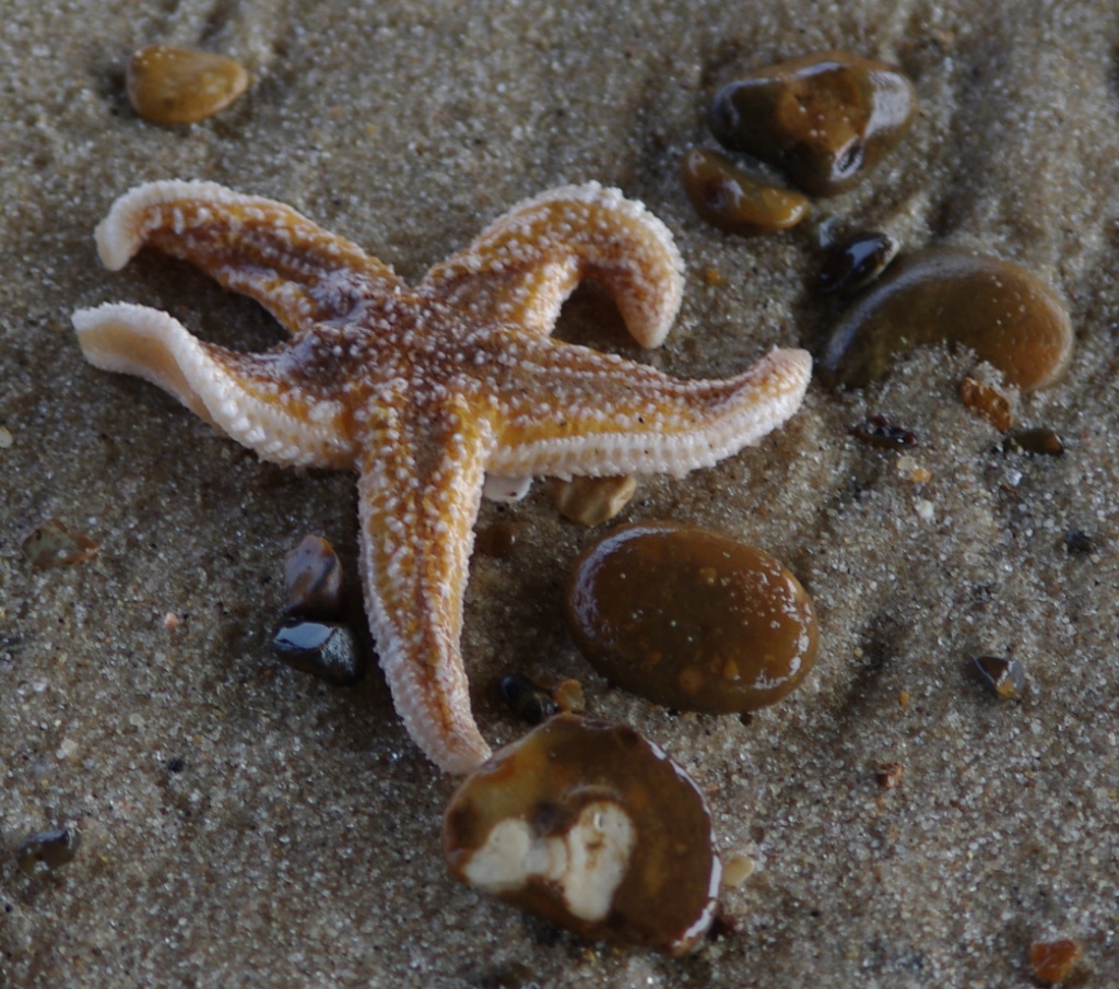 Starfish  by karendalling