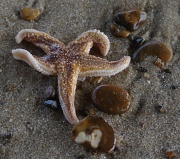 24th Apr 2011 - Starfish 