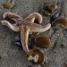 Starfish  by karendalling