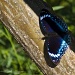 Blue-banded Eggfly (Hypolimnas alimena) by bella_ss