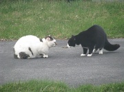 25th Apr 2011 - Its a stand-off