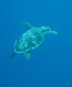 25th Apr 2011 - yesterday it was dolphins, today I dived with turtles