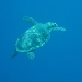 yesterday it was dolphins, today I dived with turtles by lbmcshutter